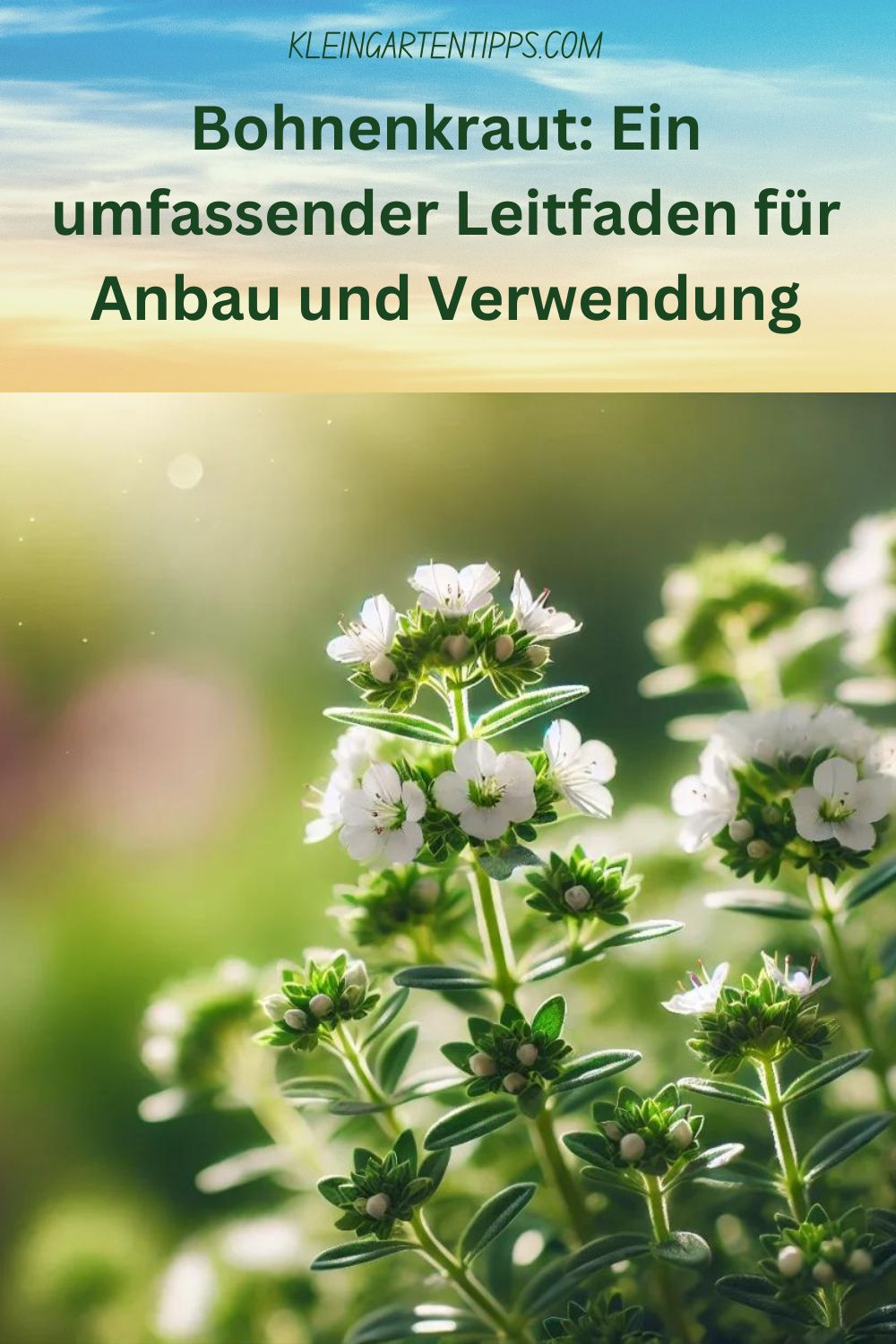 Bohnenkraut: Ein umfassender Leitfaden für Anbau und Verwendung