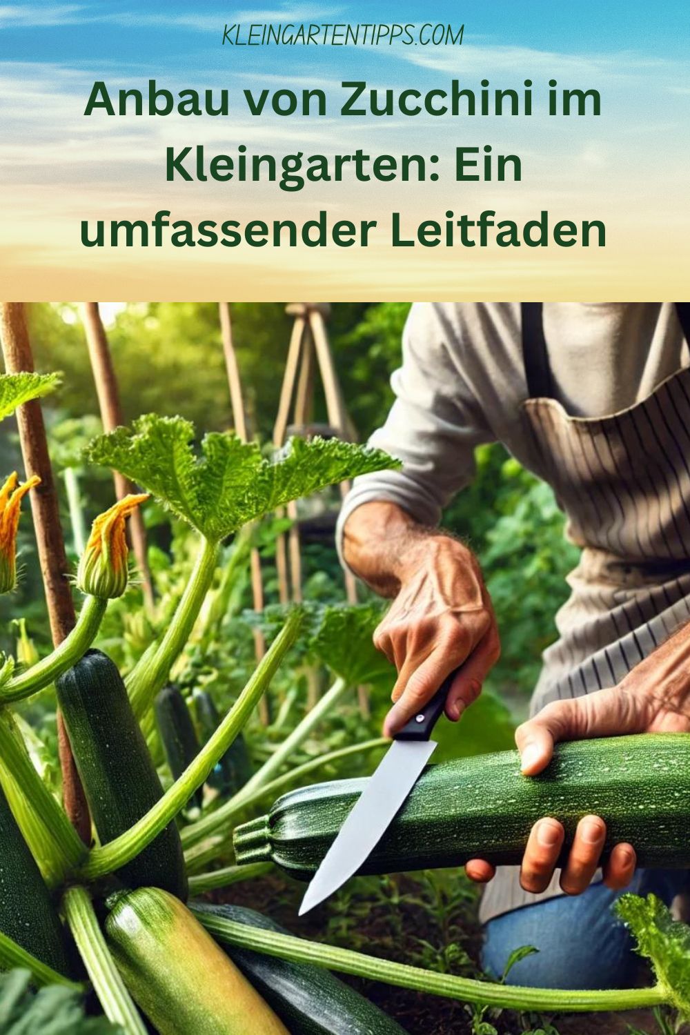 Anbau von Zucchini im Kleingarten: Ein umfassender Leitfaden